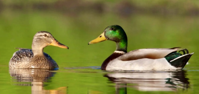 Mallards