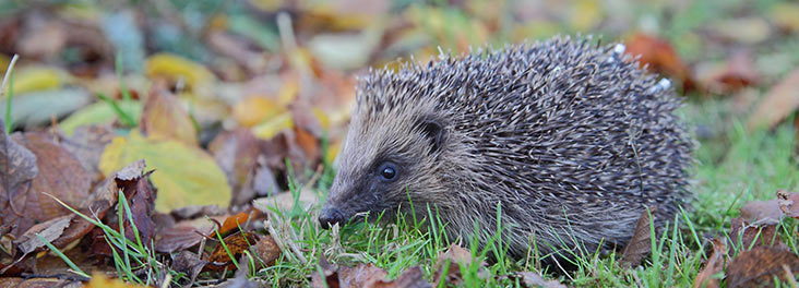 HedgehogInTheGarden