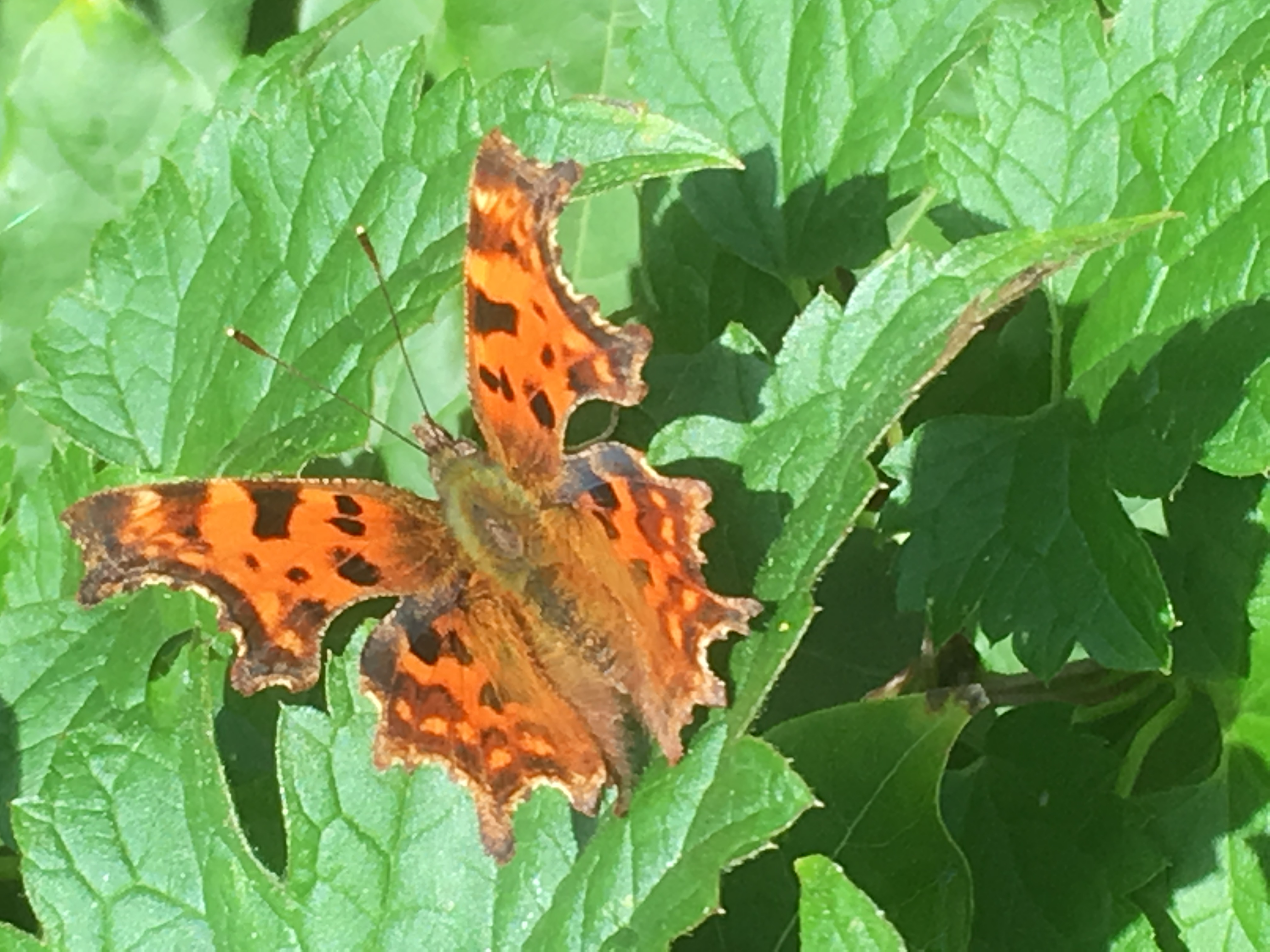 Image: 12BF56AA-426E-4B1A-94E7-C0F841414CE4