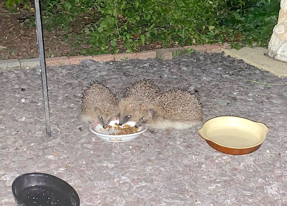 Hedgehogs
