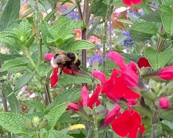 F8841017-9E46-4092-BC36-4BE3E73F38C6_1_201_a