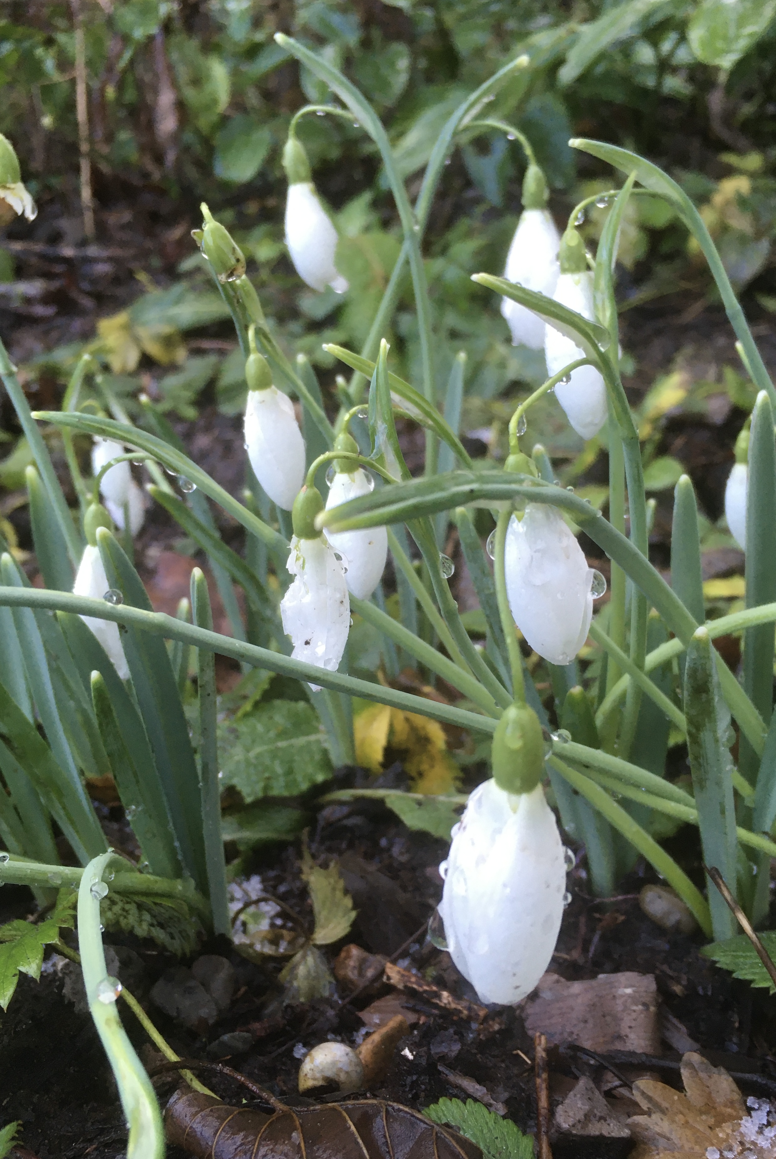 Image: 7D6774CF-F935-498C-A4B6-FDB442B7AB4B