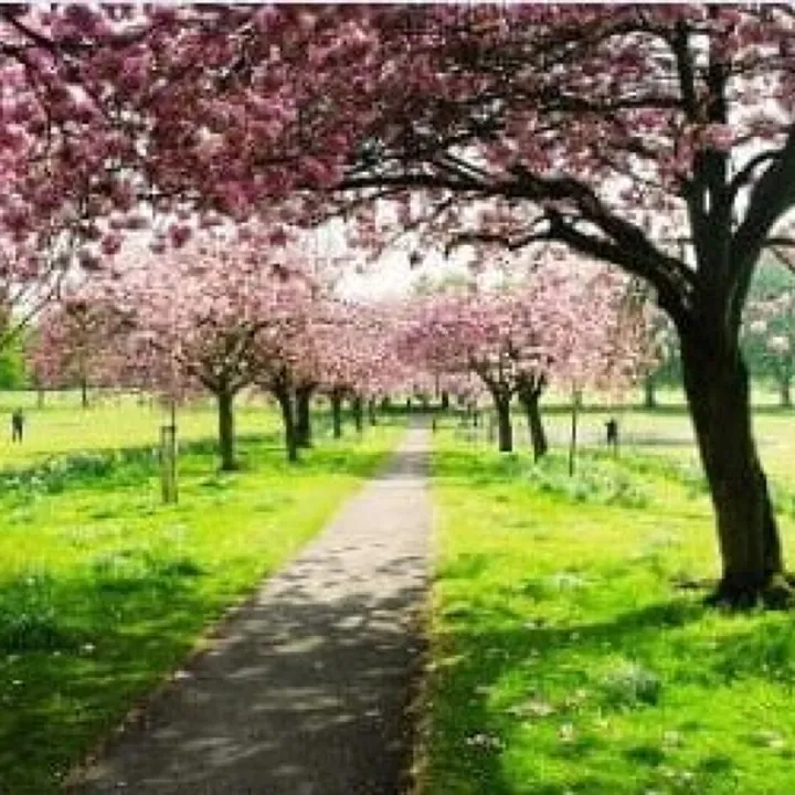 Summer Path