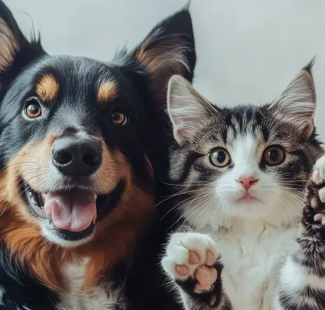 View of cats and dogs showing friendship