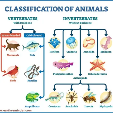 Animals-Classification-Chart