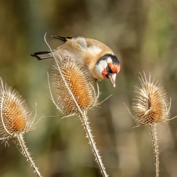 Bird, nature, wildlife, plumage, perched