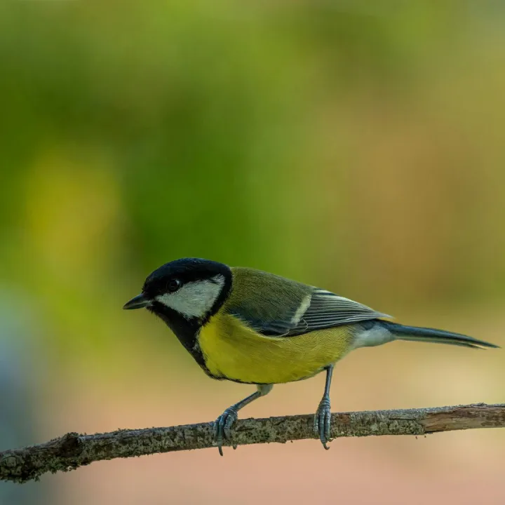 Close-up of a Great Tit bird perched on a branch
