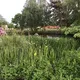 Hankelow Pond