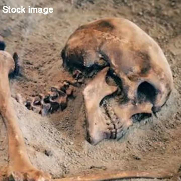 Skeleton_stock Image