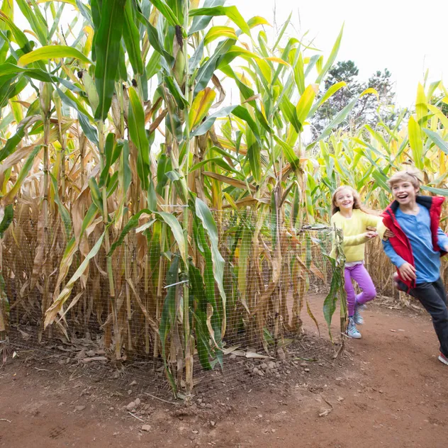 Children Running Through a Corn Maze