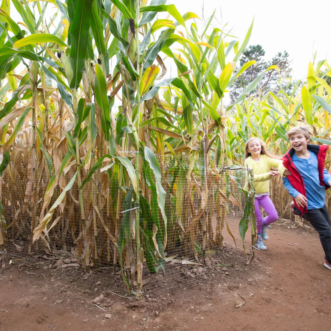 Children Running Through a Corn Maze