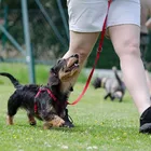 Dachshund, dog school, dog training, obedience
