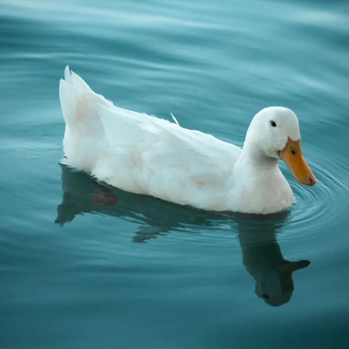 A serene white duck swims gracefully in tranquil