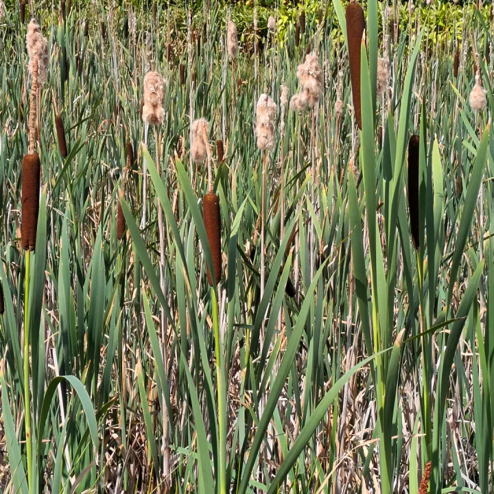 #Reedmace Pxl_20260719_141813342