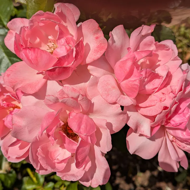 # Pink Roses Pxl_20260719_134616063