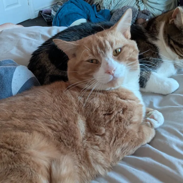 Missing Ginger Cat 4
