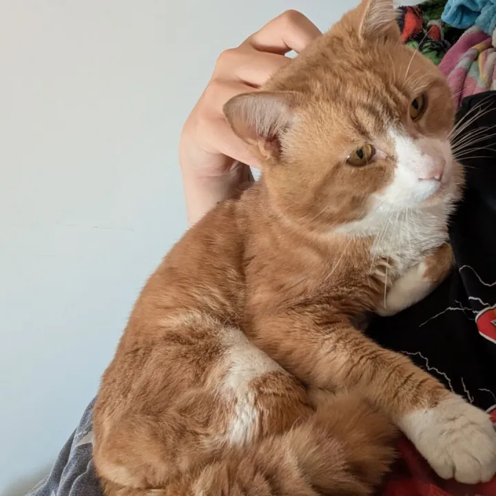 Missing Ginger Cat 5