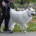 Dog Walking Christian-Testa Unsplash
