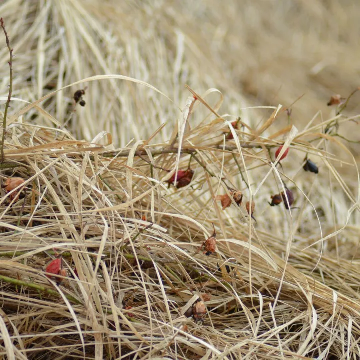 Detailed close-up of dried grasses with withered