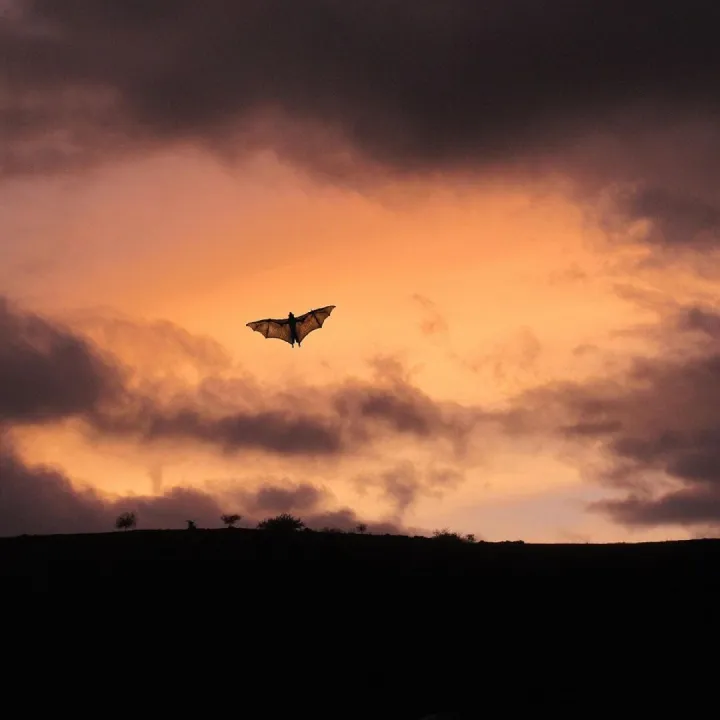 A bat silhouetted against the evening sky at dusk