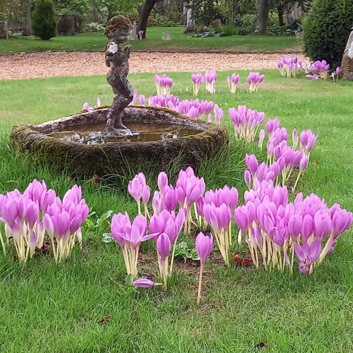 Colchicums