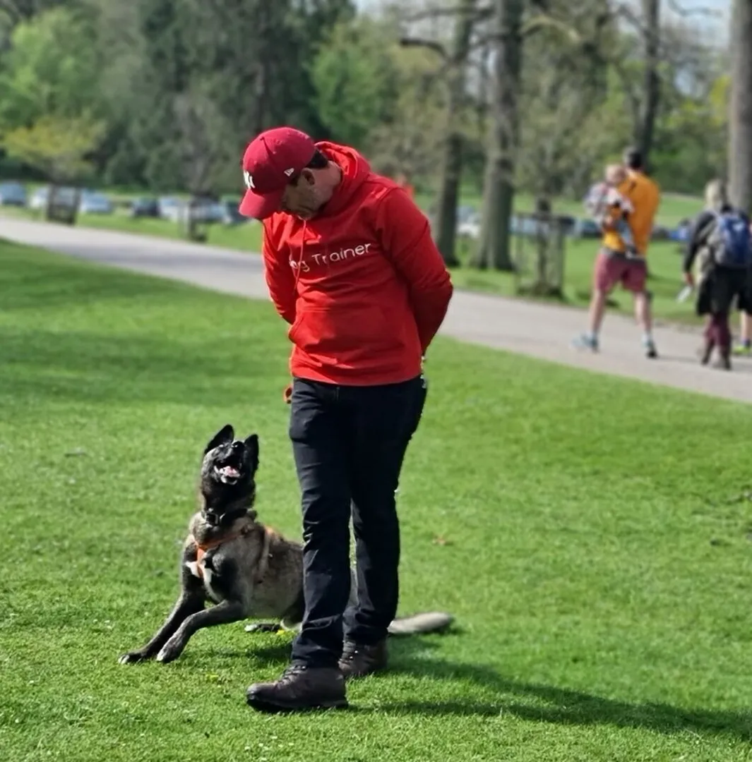 Chris Brooks working a down stay with a Malinois in a busy park