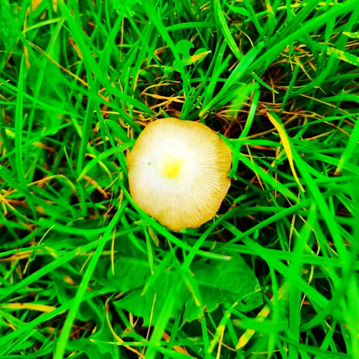 Yellow Fieldcap