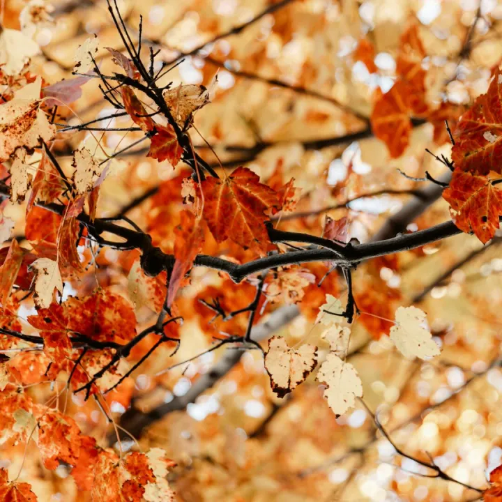autumn