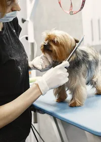 A dog groomer combing a Yorkshire Terrier on a grooming table