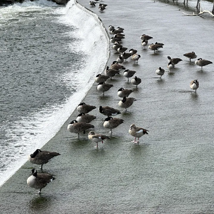 J2_Ruby_Hambledon Weir Ducks