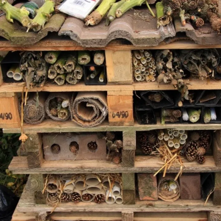 Bugs hotel at the allotments