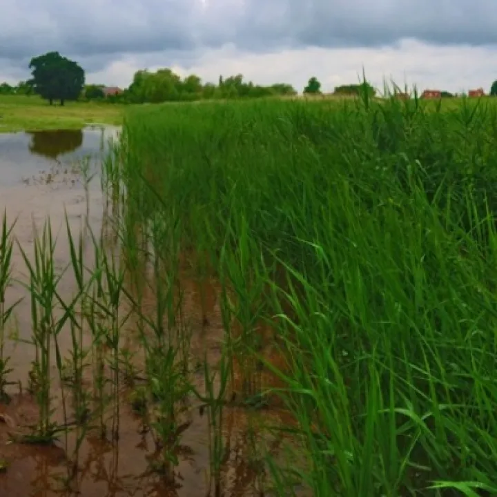 Panorama wetlands (1)