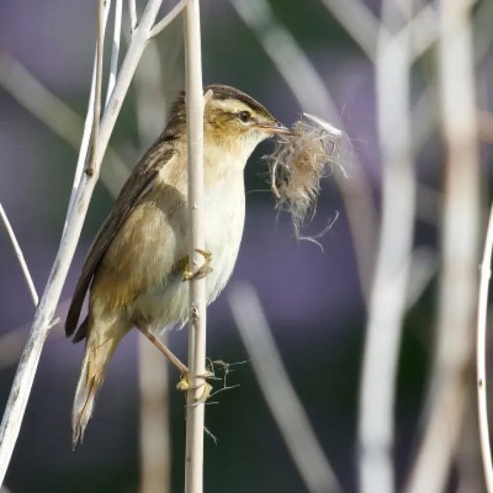 Sedge