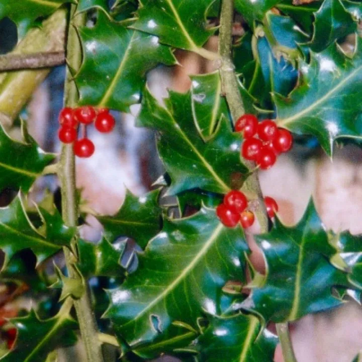 DJW Holly03