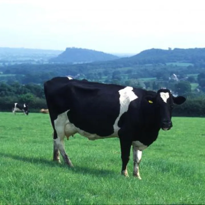 Cow at Burwardsley 1