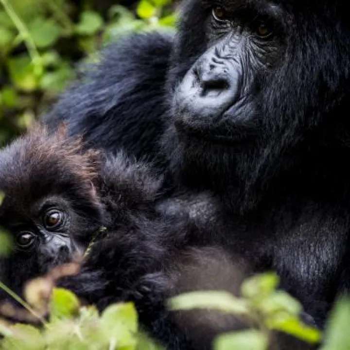 Gorillas2