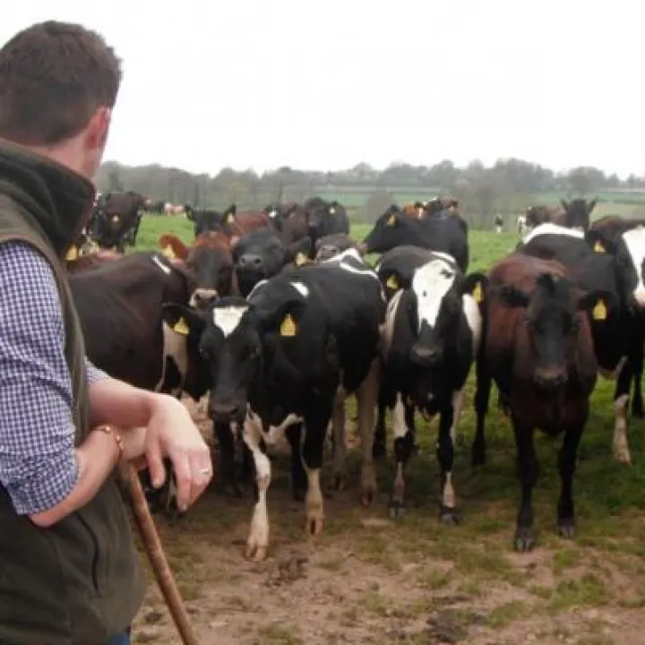 Cattle