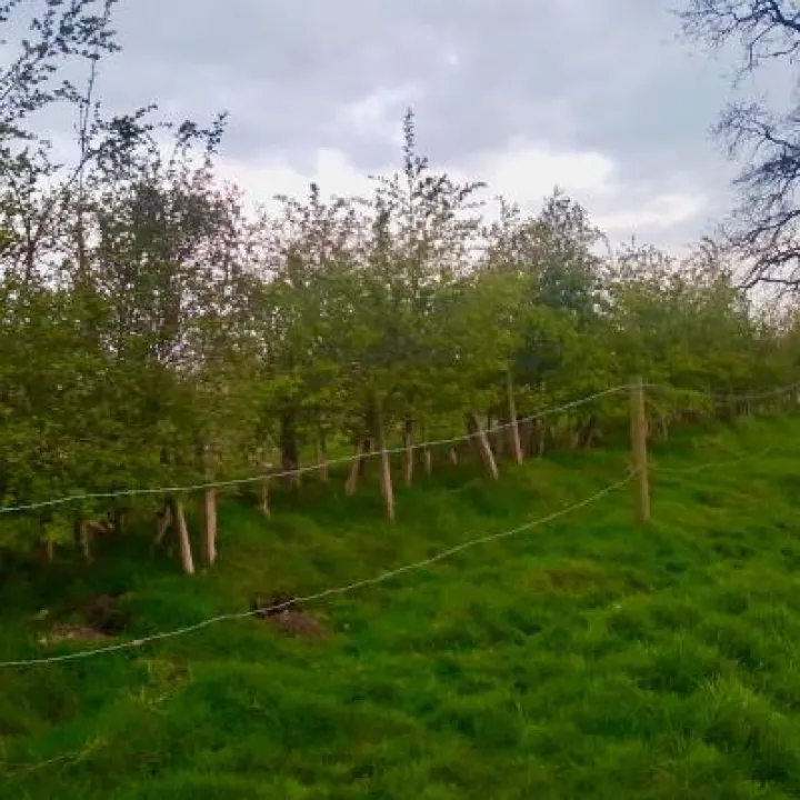 Hedges1