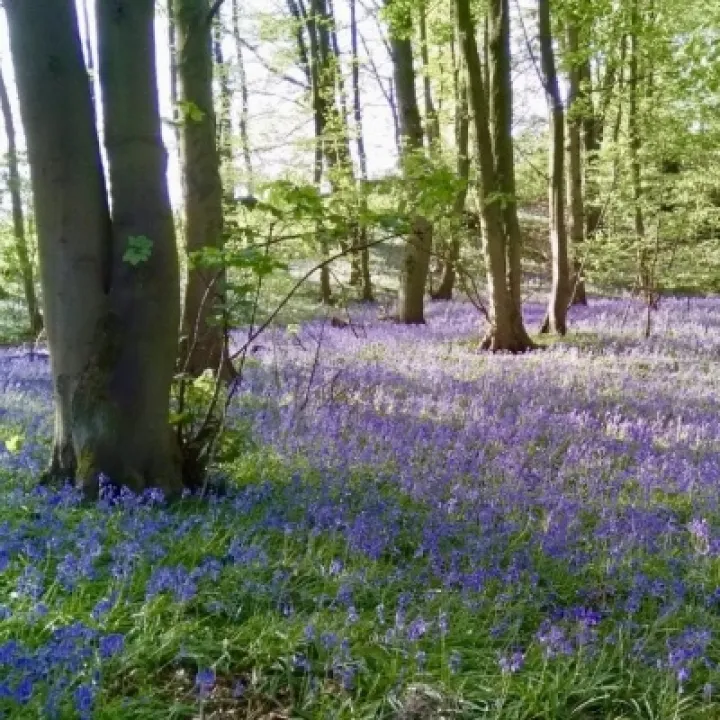 bluebells SB
