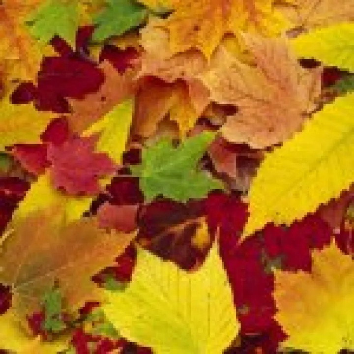 Autumn backcloth 03