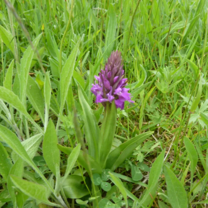 orchid