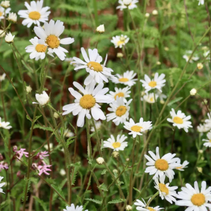 Flowers 7