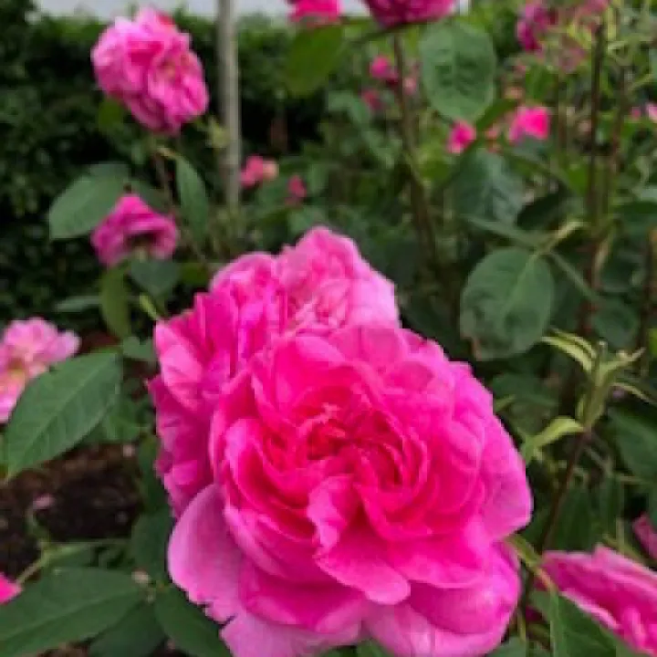 rose gertrude j