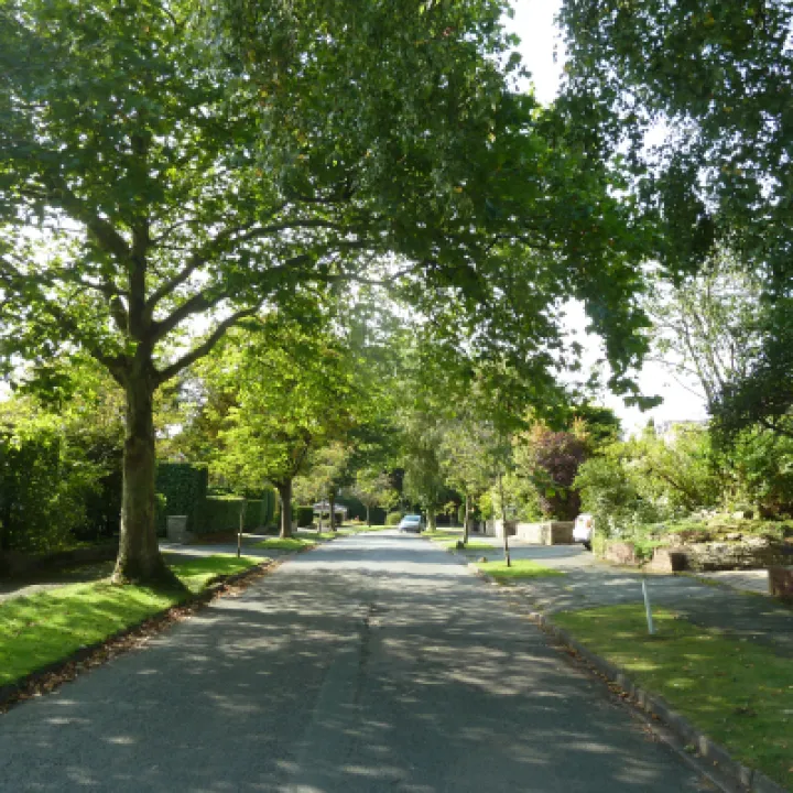 Mature tree overhanging  High Tree Dr