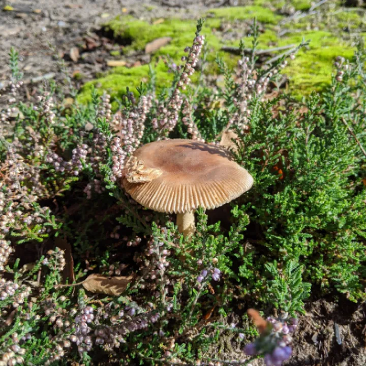 Unknown 1