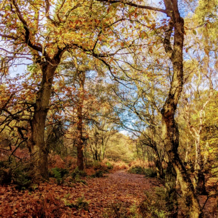 Bukely Hill 1