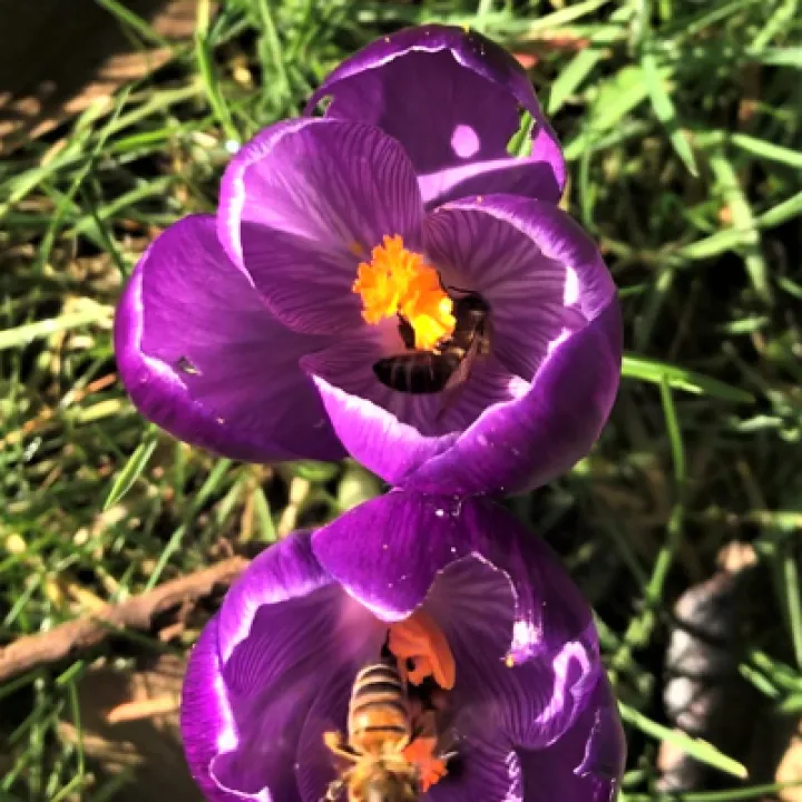 bees 3
