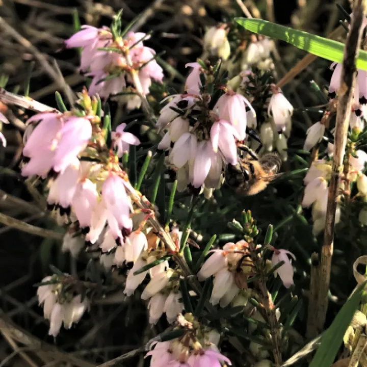 bees 5