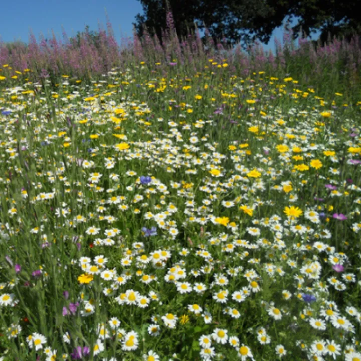 MeadowFlowers1