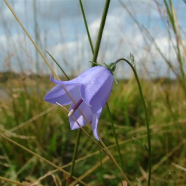 Harebell Wild Flower